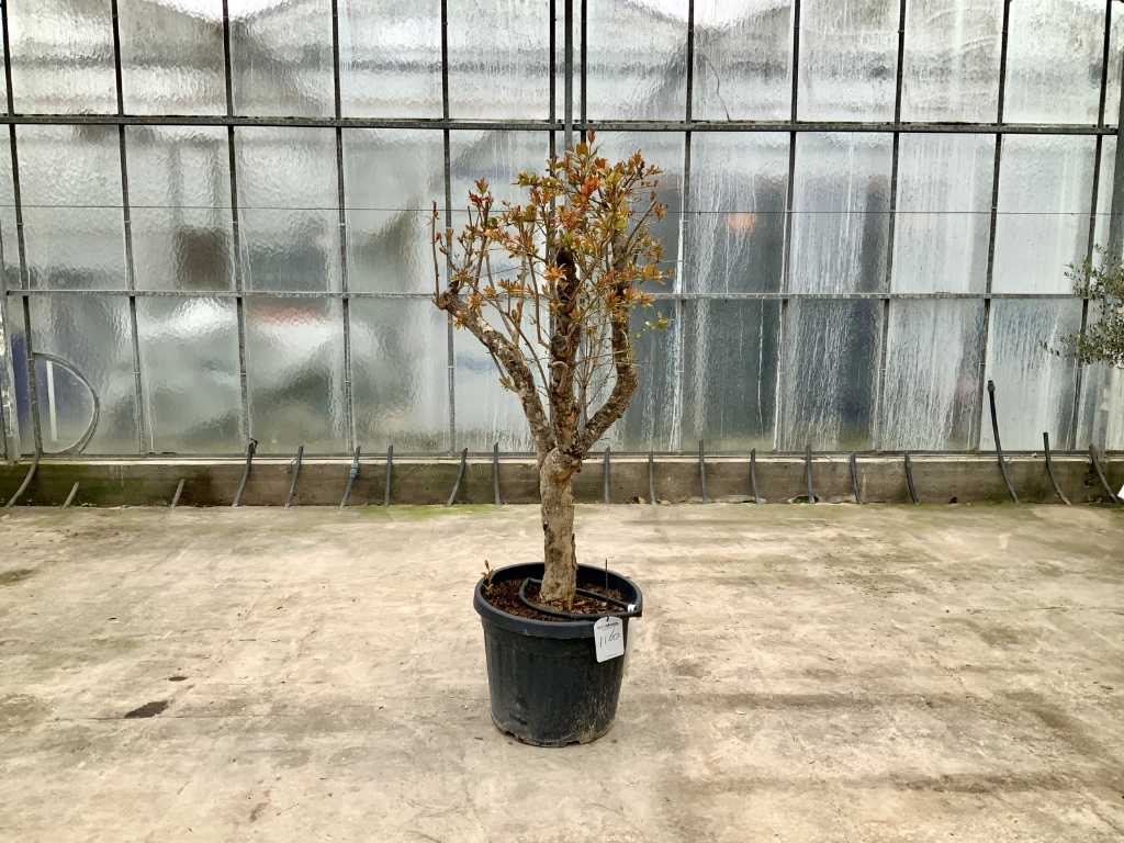 pomegranate tree (Punica Granatum)