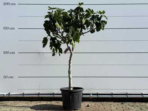 Fig tree low trunk XL - Ficus Carica - height approx. 200 cm