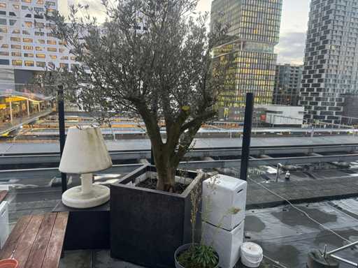 Jardinière avec arbre