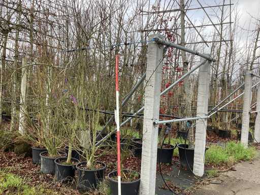 Jab?o? krabowa – drzewo wielo?odygowe