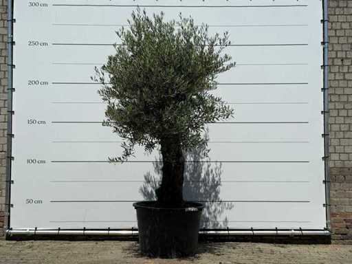 Olive tree Old Skin - Olea Europaea - approx. 75 years old - height approx. 260 cm