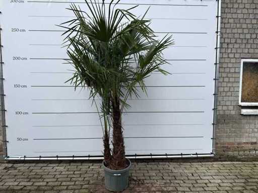 Chinese fan palm double stem - Trachycarpus Fortunei - height approx. 250 cm 