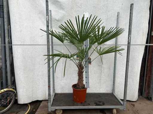 Trachycarpus Fortunei (stam 40cm) (100x)