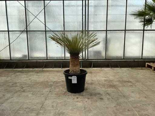 Palma (Yucca rostrata)