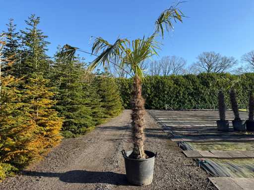 Trachycarpus Fortunei - Palm Tree 270cm