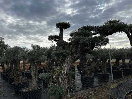 POM POM - Olive tree in exemplary basket