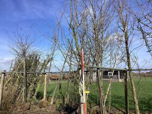 Gouden Regen - Sierboom