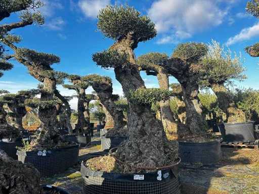 Olea Europea Pom Pom Secolare