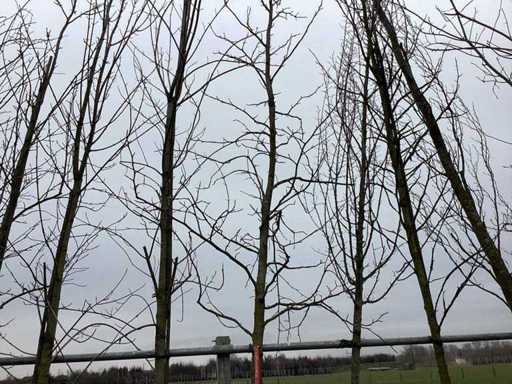 Sweet Gum – Topiary-Baum