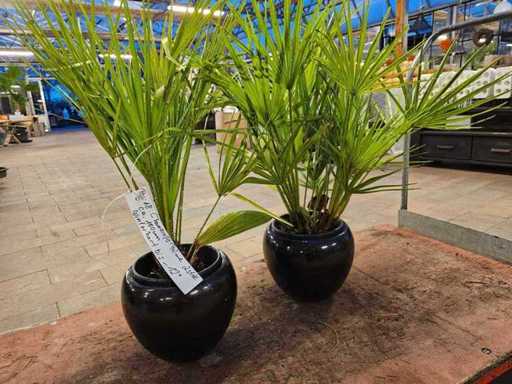 2er Set Winterharte Zwergpalmen (Chamaerops) - 100 cm
