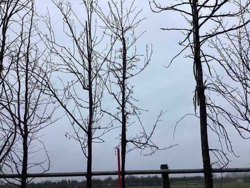 Zierapfel – Topiary-Baum