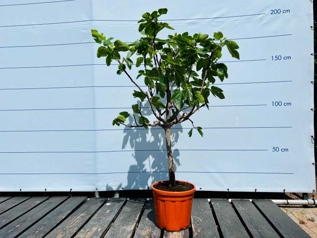 fig tree 160cm