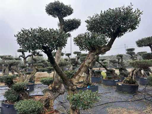 Hundertjährige Olivenbäume – Olea Europea Pom Pom Secolare