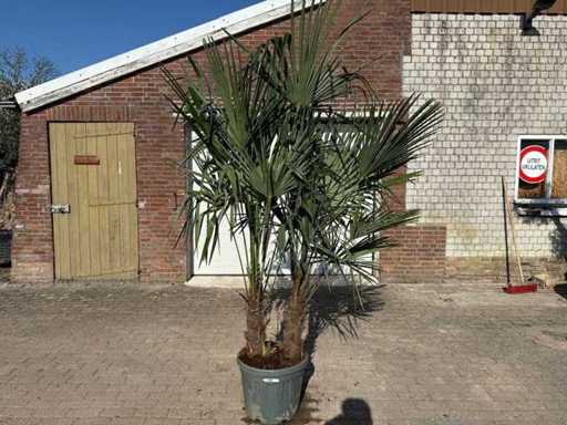 Chinese Fan Palm - Trachycarpus Fortunei - Double trunk - Height approx 250cm