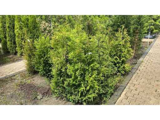 Coniferen Thuja Artrovirens 120 - 140 cm Haag (13x)