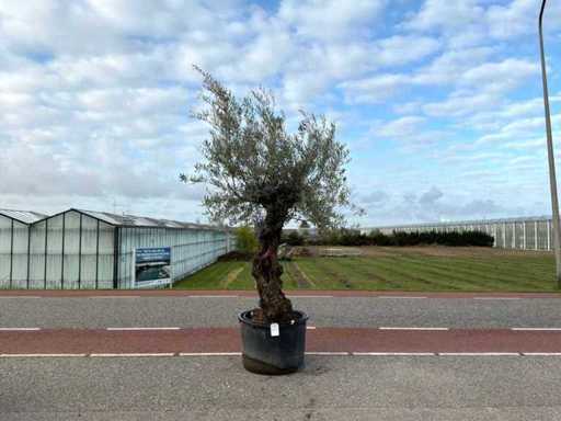 Olijfboom (Olea Europaea Lessini)