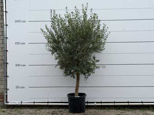 Olivier de Floride - Olea Europaea - environ 25 ans - hauteur environ 210 cm
