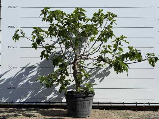 Fig tree standard XL - Ficus Carica - height approx. 230 cm