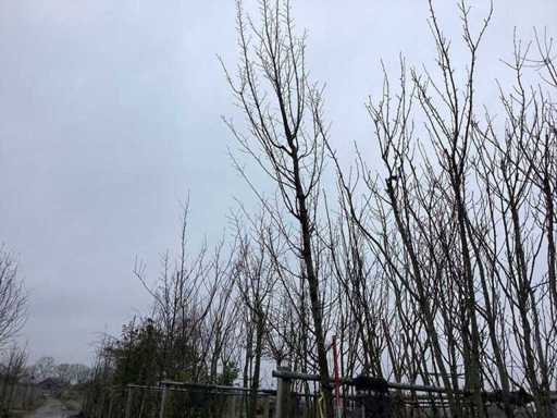 Hainbuche – Formschnittbaum