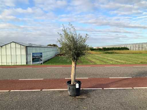 Olive tree (Olea Europaea Lessini)