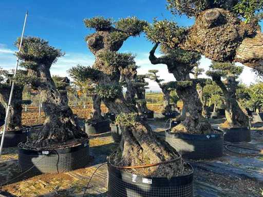 Jubiläums-Olivenbäume – Olea Europea Pom Pom Secolare