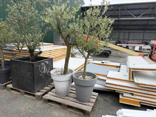 Olivenbaum (2x)