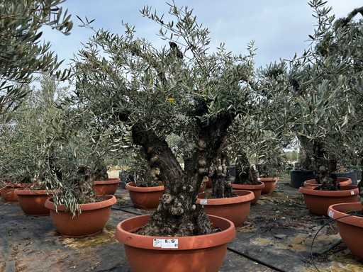  OLEA EUROPEA TARRINA 