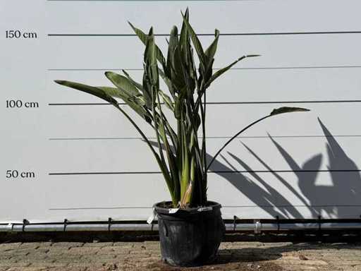 Paradijsvogelplant - Strelitzia Reginae - hoogte ca. 150 cm