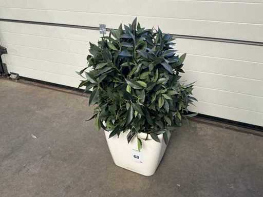 Assiette artificielle dans un pot (12x)