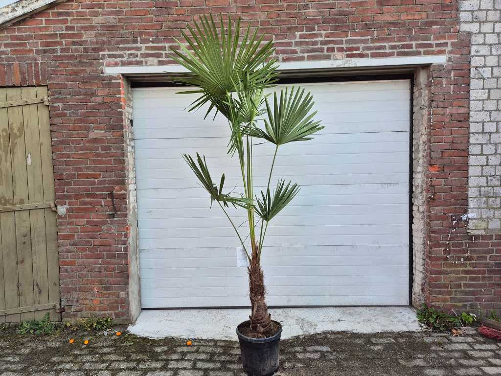 Chinese Fan Palm - Trachycarpus Fortunei - Arbore mediteranean - inaltime aprox. 230 cm 