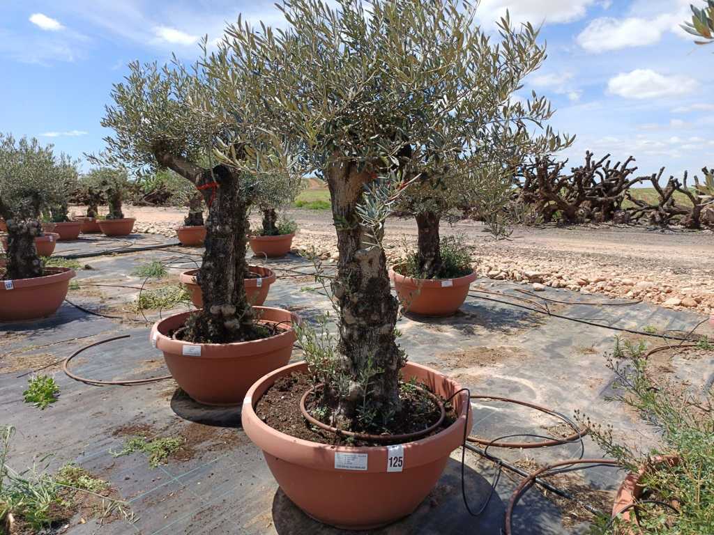 Bonsai Olive Tree Plant în castron