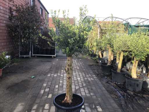 Sierboom - Olijfboom (x1)