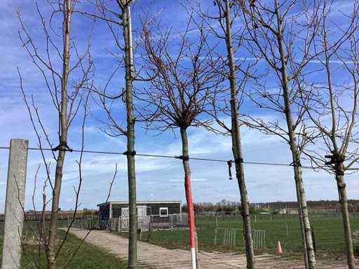 Gomma dolce - Albero topiario