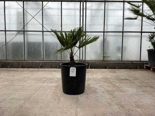 Palmboom (Trachycarpus Fortunei)