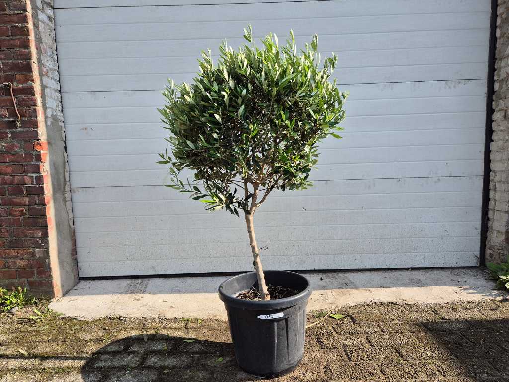 Olive tree Compact Small - Olea Europaea - height approx. 110 cm 