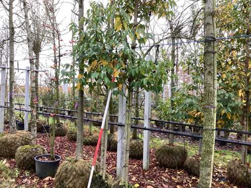 Laur portugalski – drzewo wiecznie zielone (2x)