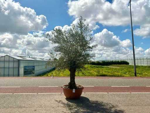 Olijfboom (Olea Europaea Lessini)
