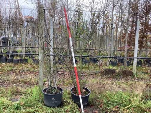 Coacăze - Copac topiar (2x)