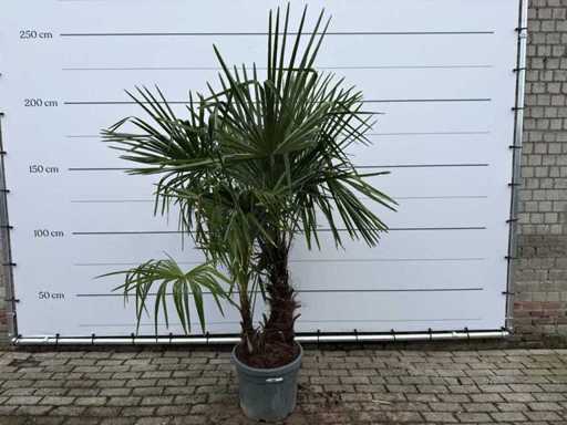 Chinese fan palm double stem - Trachycarpus Fortunei - height approx. 220 cm