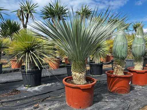 Yucca Rostrata