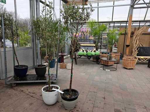 Mediterraner Olivenbaum (ca. 200 cm) inkl. Übertopf - Winterhart