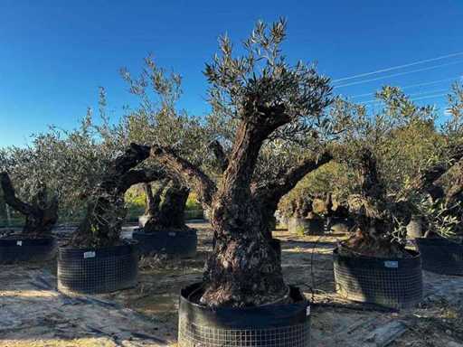 Jahrhundertealter Olivenbaum im Korb