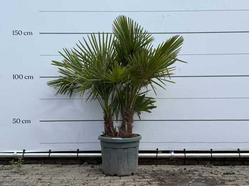 Triple tronc en éventail chinois - Trachycarpus Fortunei - hauteur environ 150 cm