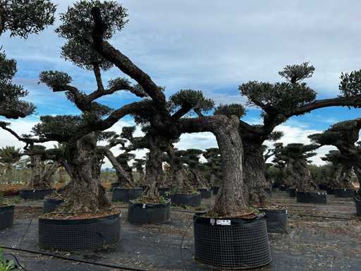  OLEA EUROPEA POM POM SECOLARE  