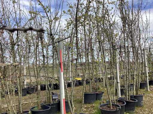 Măr de crab - Arbore cu mai multe tulpini (8x)