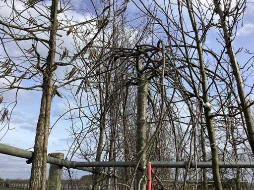 Treur Kers - Vormboom