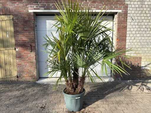 Dreifachstängel der chinesischen Fächerpalme – Trachycarpus Fortunei – Höhe ca. 220 cm