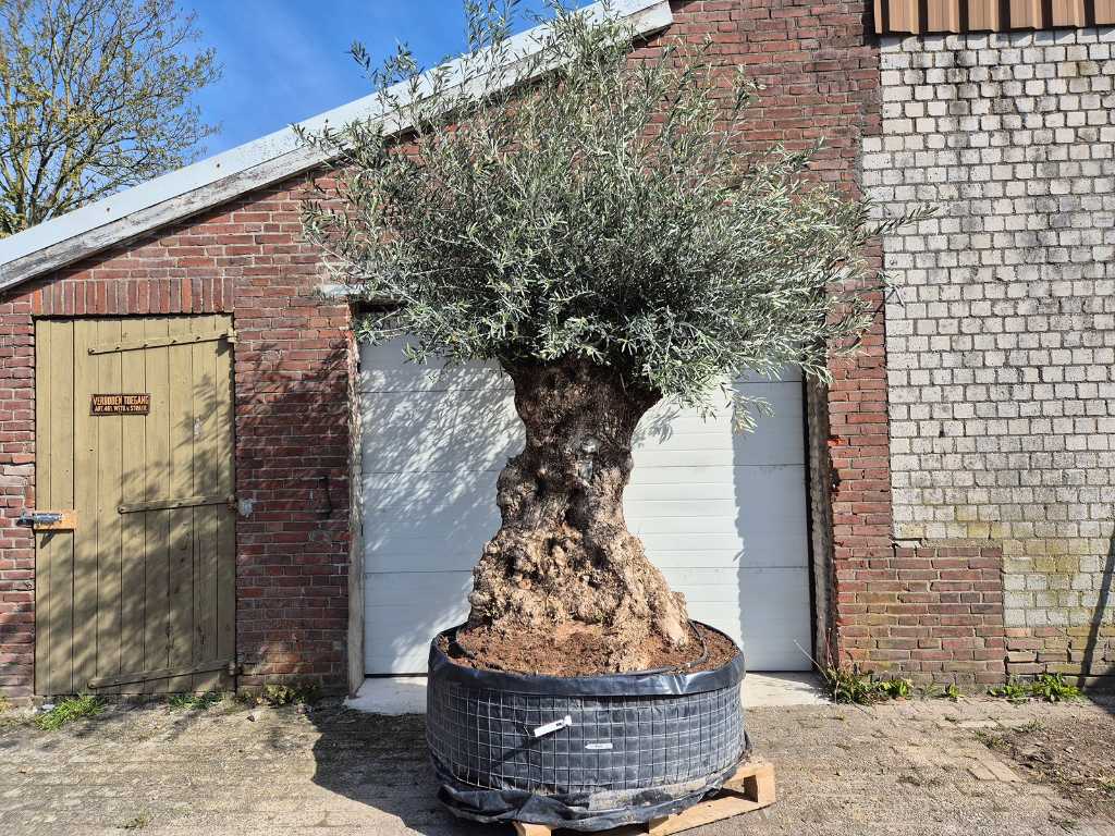 Olivenbaum Bonsai XL - Olea Europaea - 250 Jahre alt - Höhe ca. 350 cm