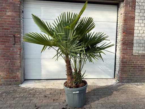 Palmier éventail chinois - Trachycarpus fortunei - Tronc triple - Hauteur environ 200 cm 