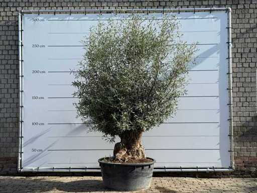 Olive tree Bonsai - Olea Europaea - approx. 60 years old - height approx. 270 cm